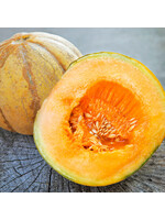Les jardins de l'écoumène Melon brodé d’Oka – Bio, (25 semences)