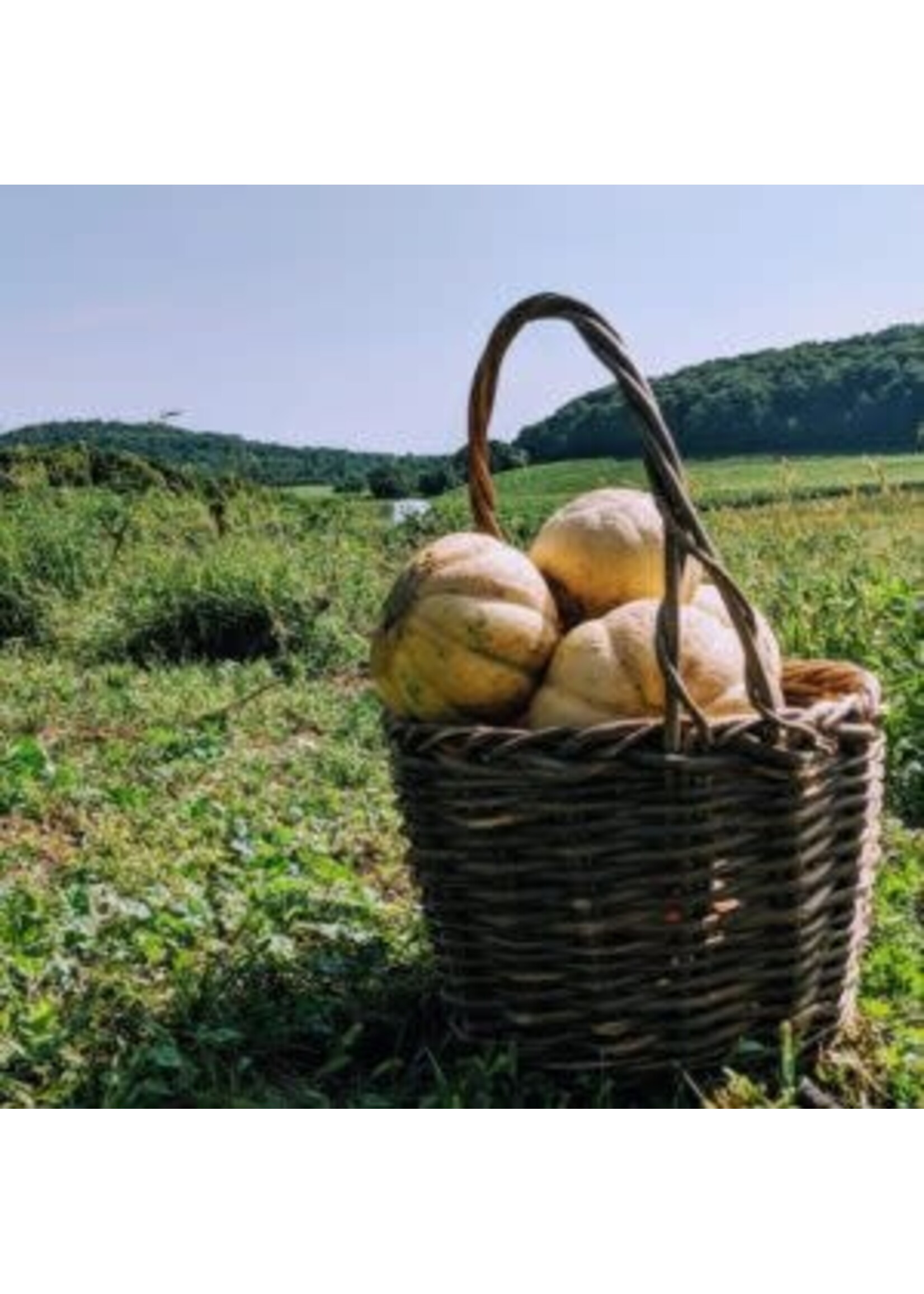 Les jardins de l'écoumène Melon brodé d’Oka – Bio, (25 semences)