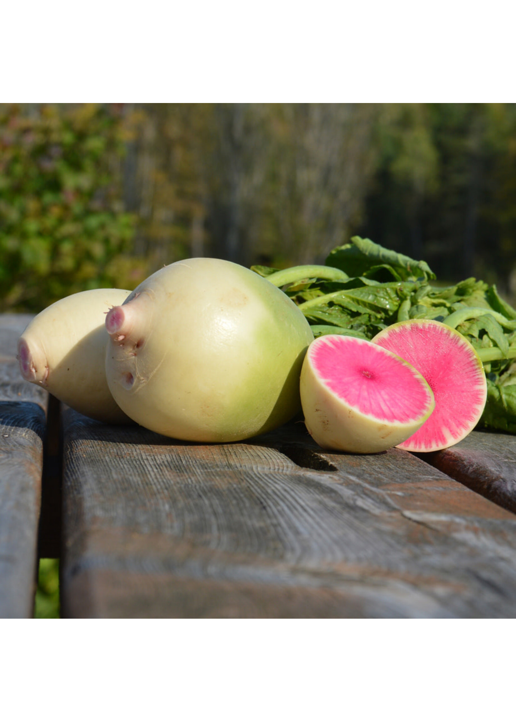 Les jardins de l'écoumène Radis Melon d’eau – Bio, ( 150 semences)