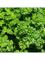 Les jardins de l'écoumène Persil frisé – Bio, (400 semences)