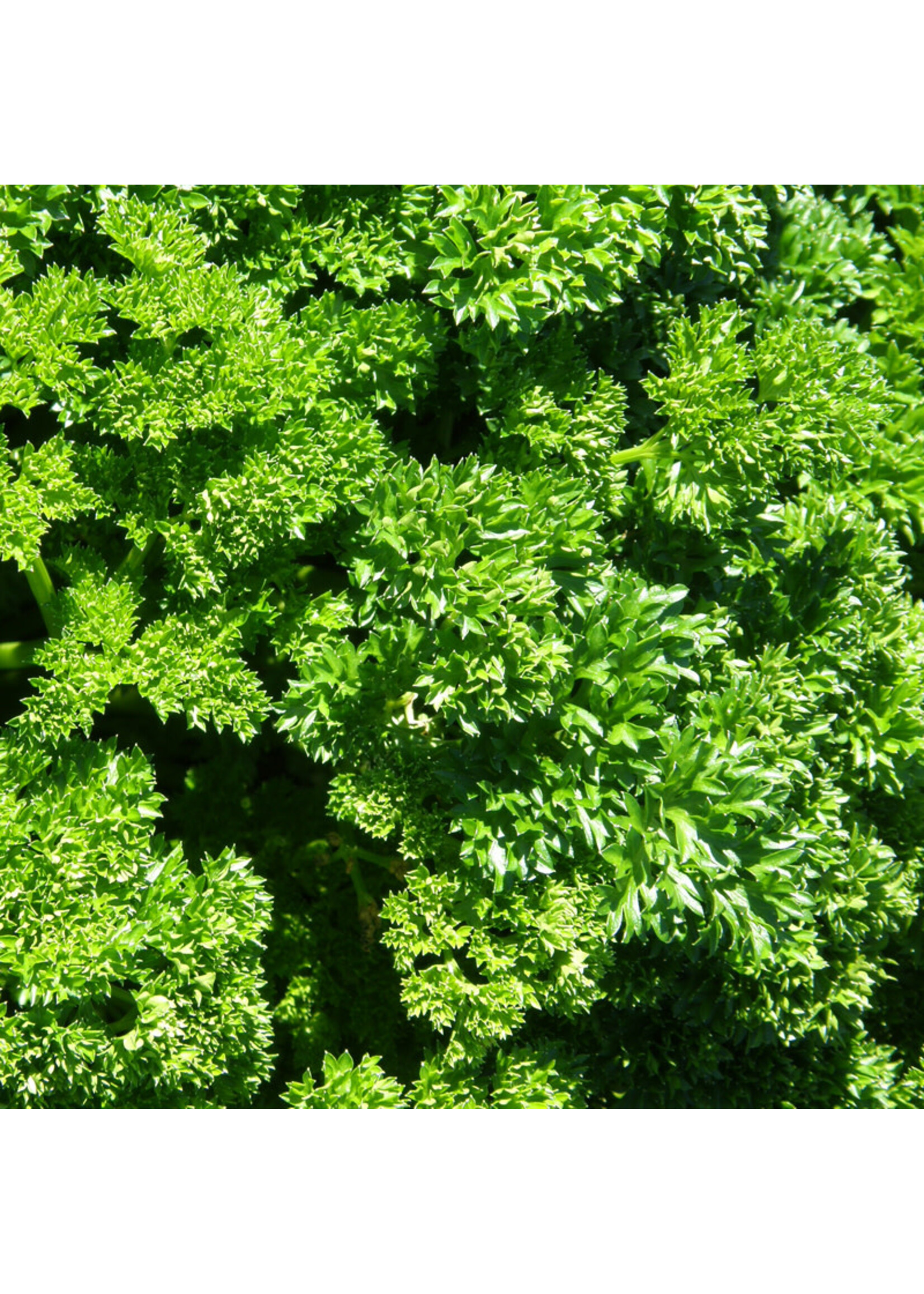 Les jardins de l'écoumène Persil frisé – Bio, (400 semences)