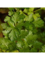 Les jardins de l'écoumène Persil italien – Bio, (400 semences)