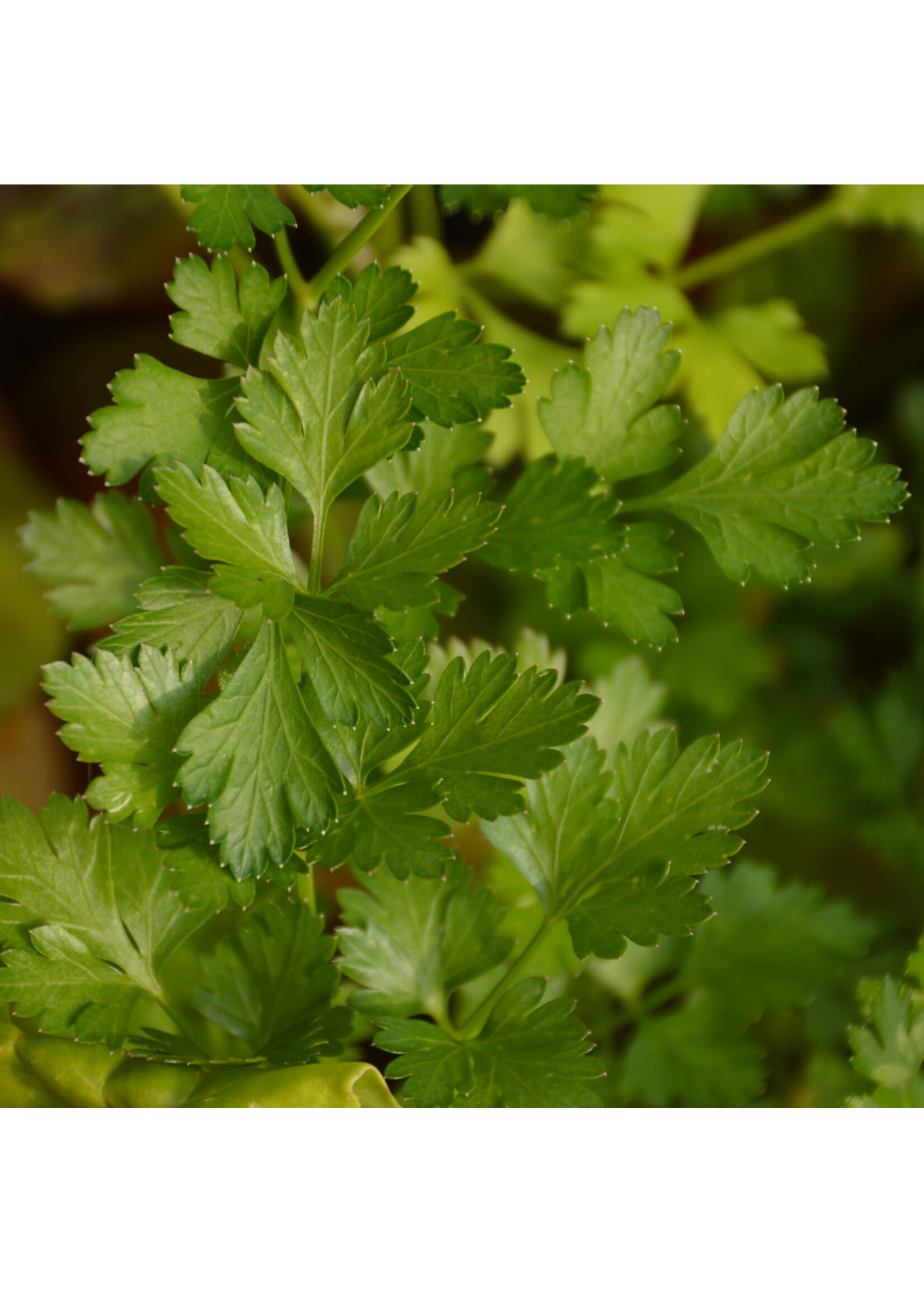 Les jardins de l'écoumène Persil italien – Bio, (400 semences)