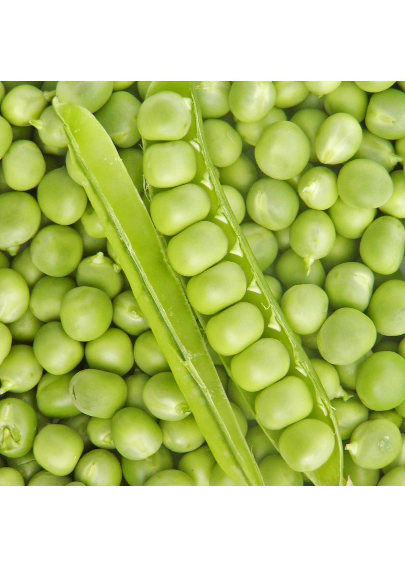 Les jardins de l'écoumène Pois Petit Provençal – Bio, (40 semences)