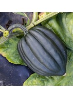 Les jardins de l'écoumène Courge poivrée Tuffy – Bio, (20 semences)