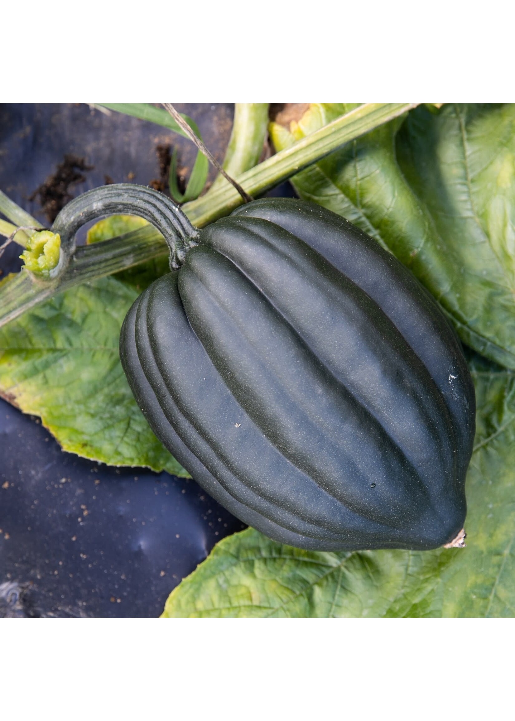 Les jardins de l'écoumène Courge poivrée Tuffy – Bio, (20 semences)