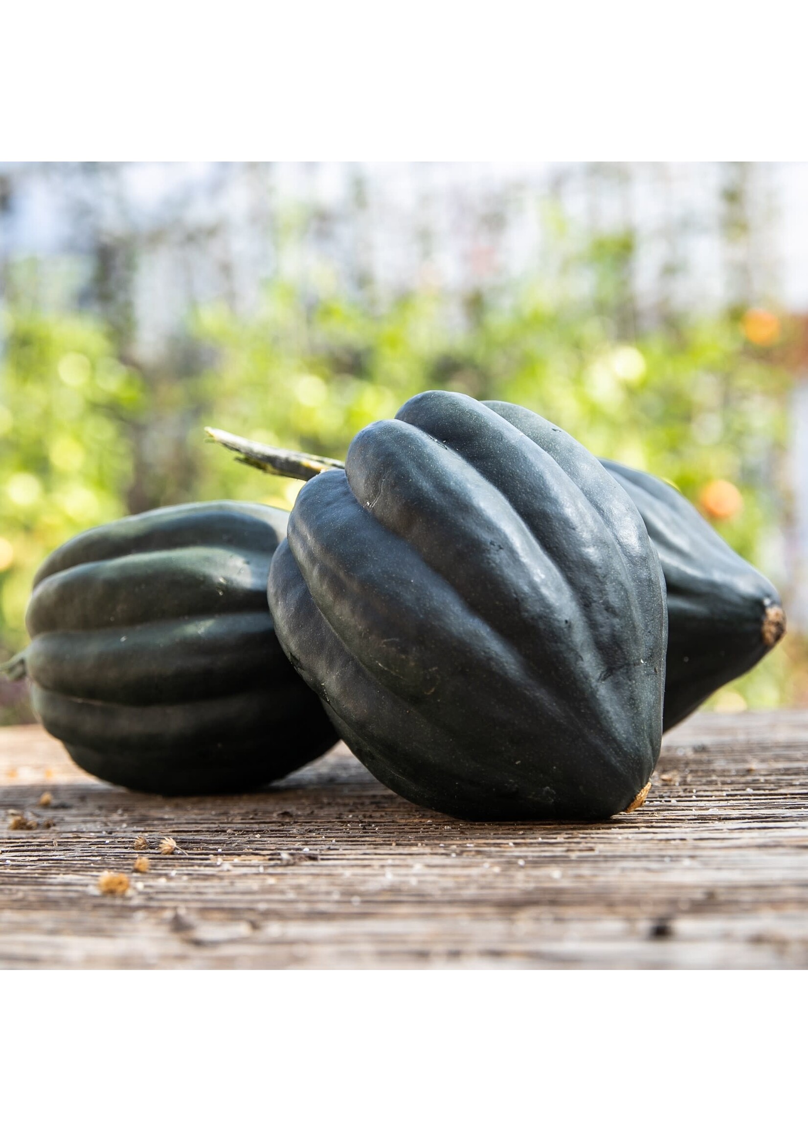 Les jardins de l'écoumène Courge poivrée Tuffy – Bio, (20 semences)