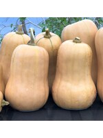 Les jardins de l'écoumène Courge Ponca Baby Butternut – Bio, (20 semences)