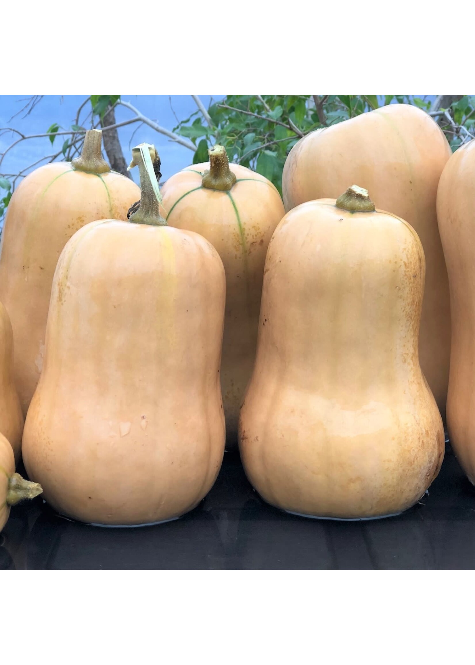 Les jardins de l'écoumène Courge Ponca Baby Butternut – Bio, (20 semences)