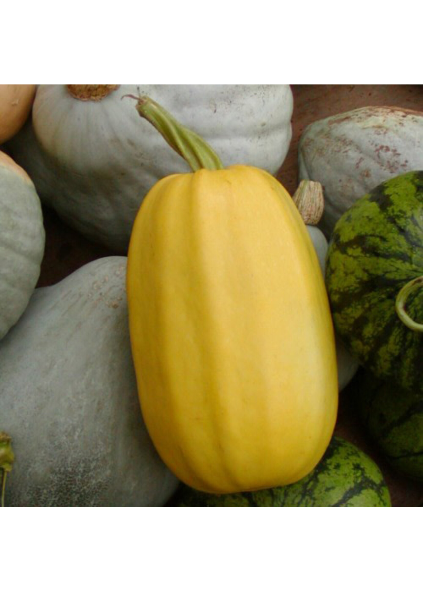 Les jardins de l'écoumène Courge Spaghetti – Bio, (25 semences)