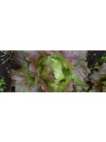 Les jardins de l'écoumène Laitue en mélange – Bio, (800 semences)