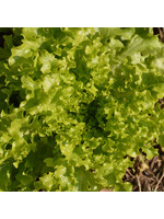 Les jardins de l'écoumène Laitue feuille de Chêne – Bio, (600 semences)
