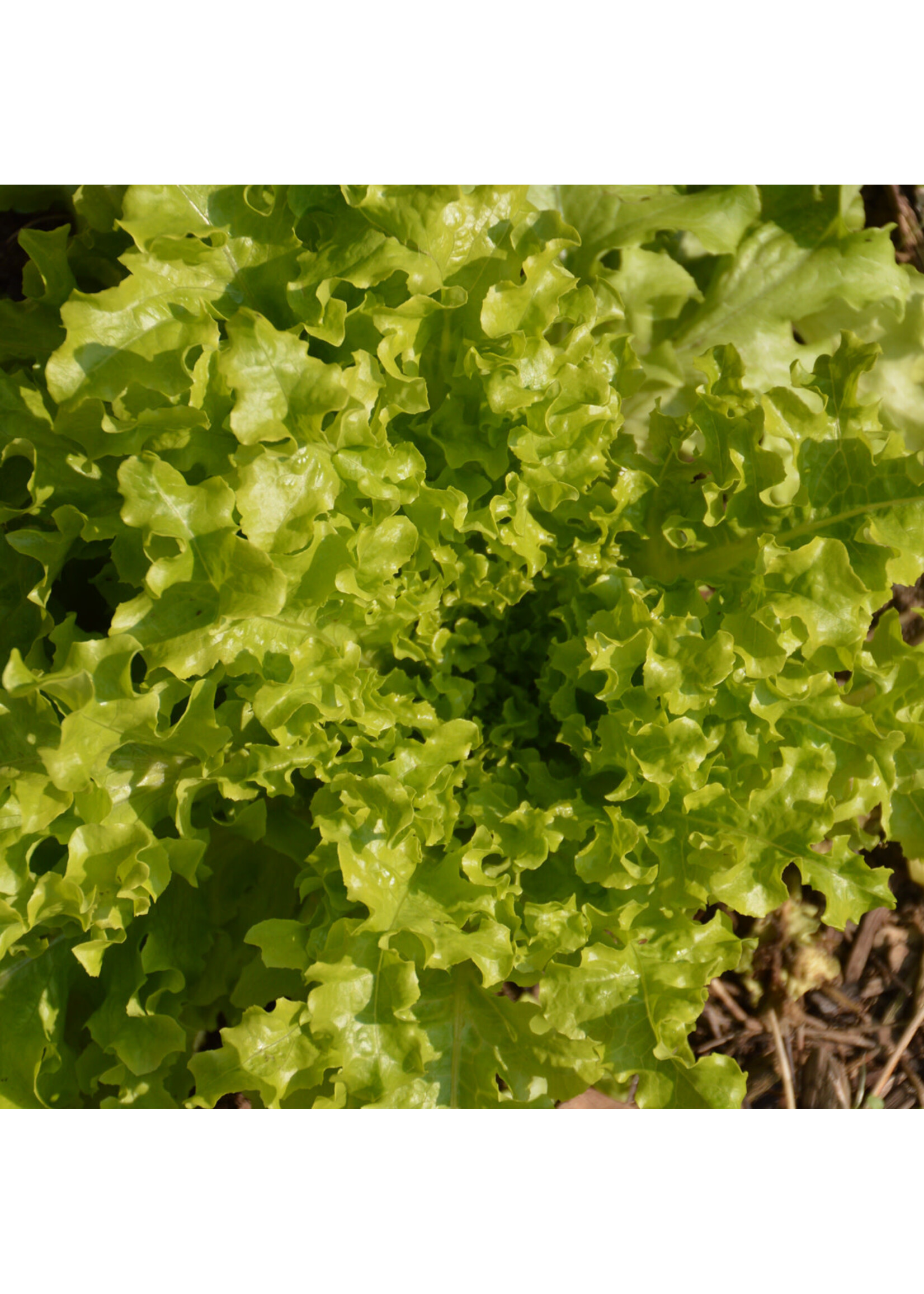 Les jardins de l'écoumène Laitue feuille de Chêne – Bio, (600 semences)