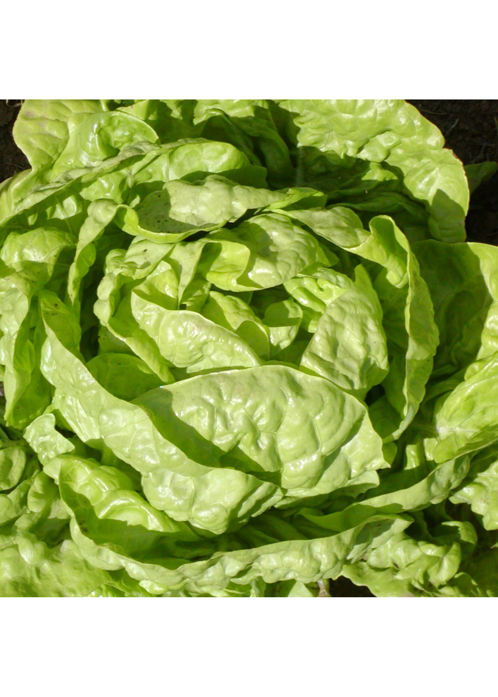 Les jardins de l'écoumène Laitue pommée Buttercrunch bibb – Bio, (400 semences)