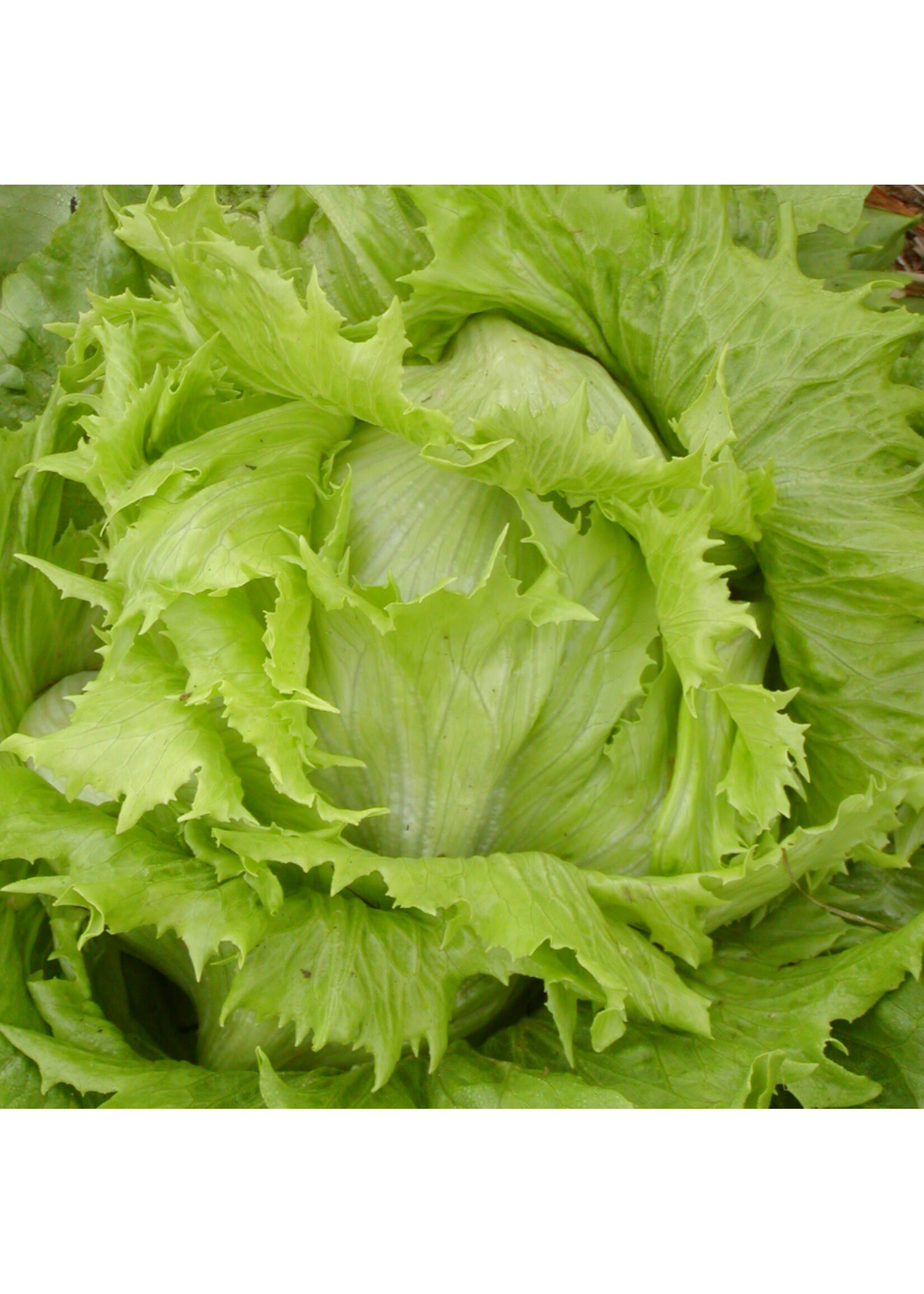 Les jardins de l'écoumène Laitue pommée Reine des Glaces – Bio, (400 semences)