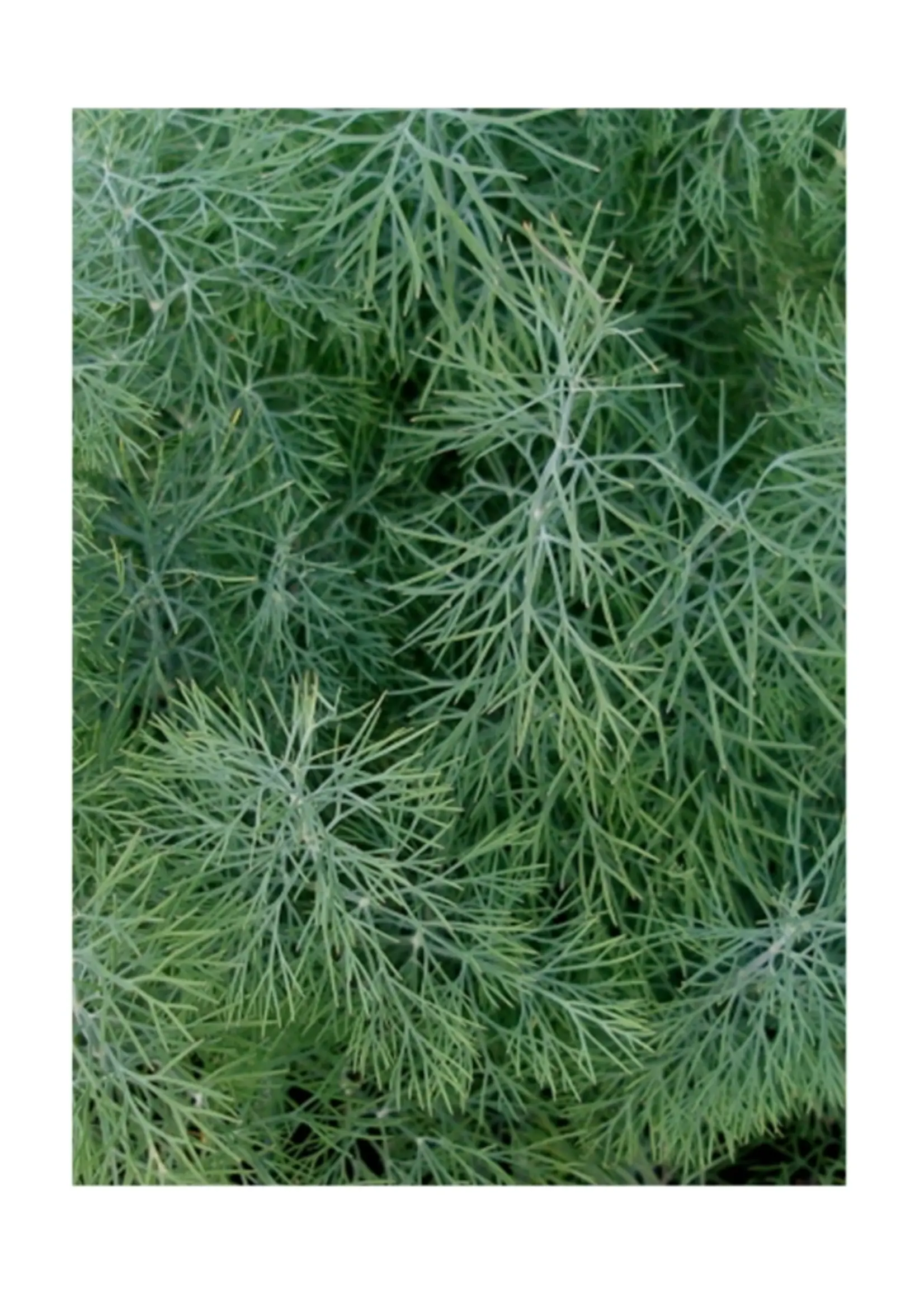 Les jardins de l'écoumène Aneth de jardin biologique