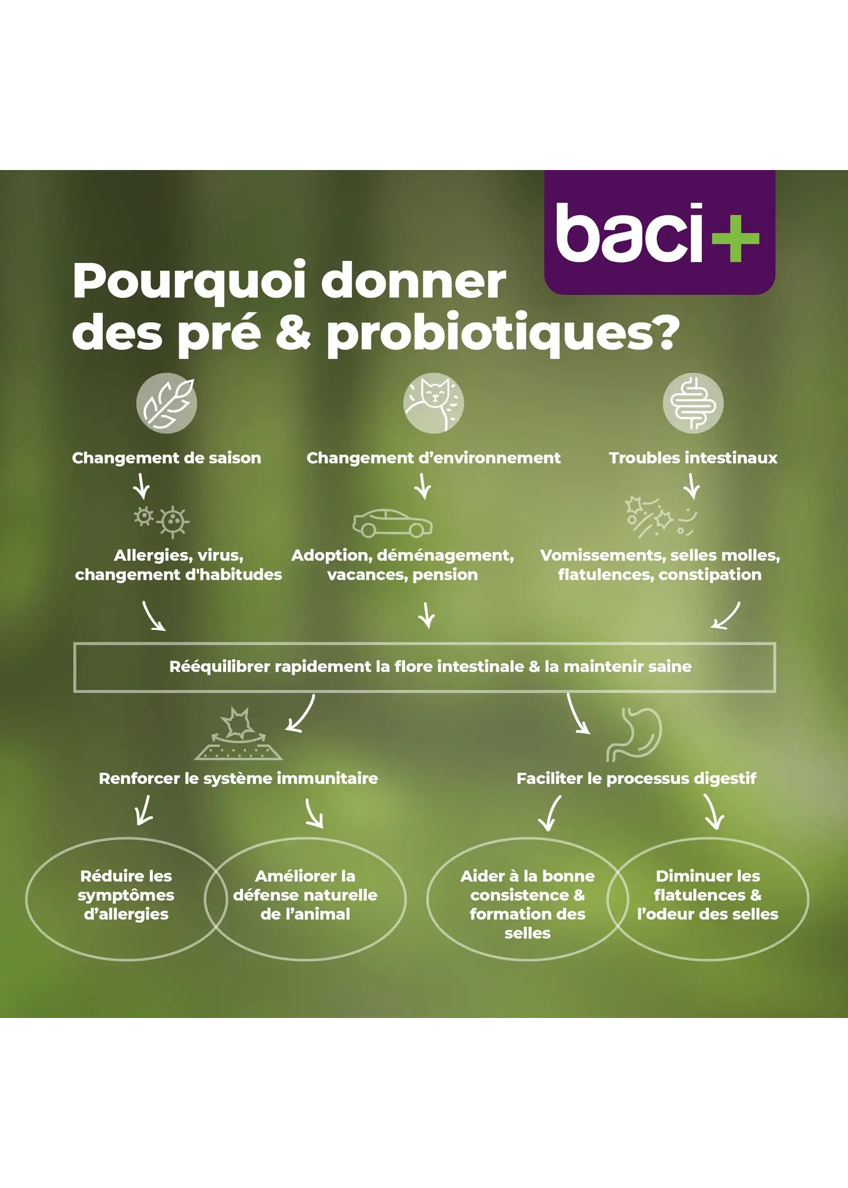 Baci+ Trousse BOOST intestinal chien 27 g