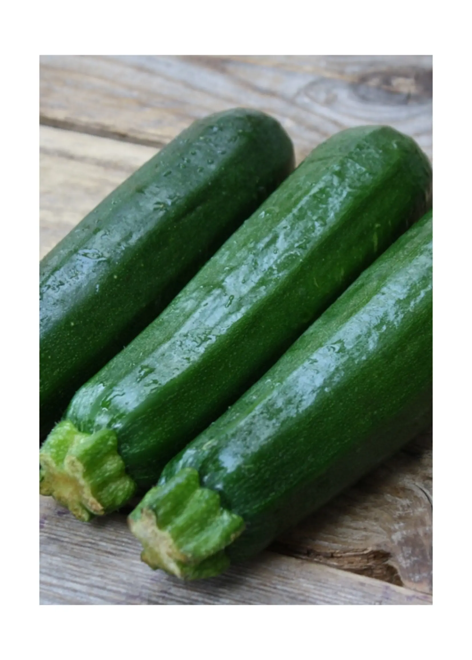 Les jardins de l'écoumène Courgette Dark Green bio