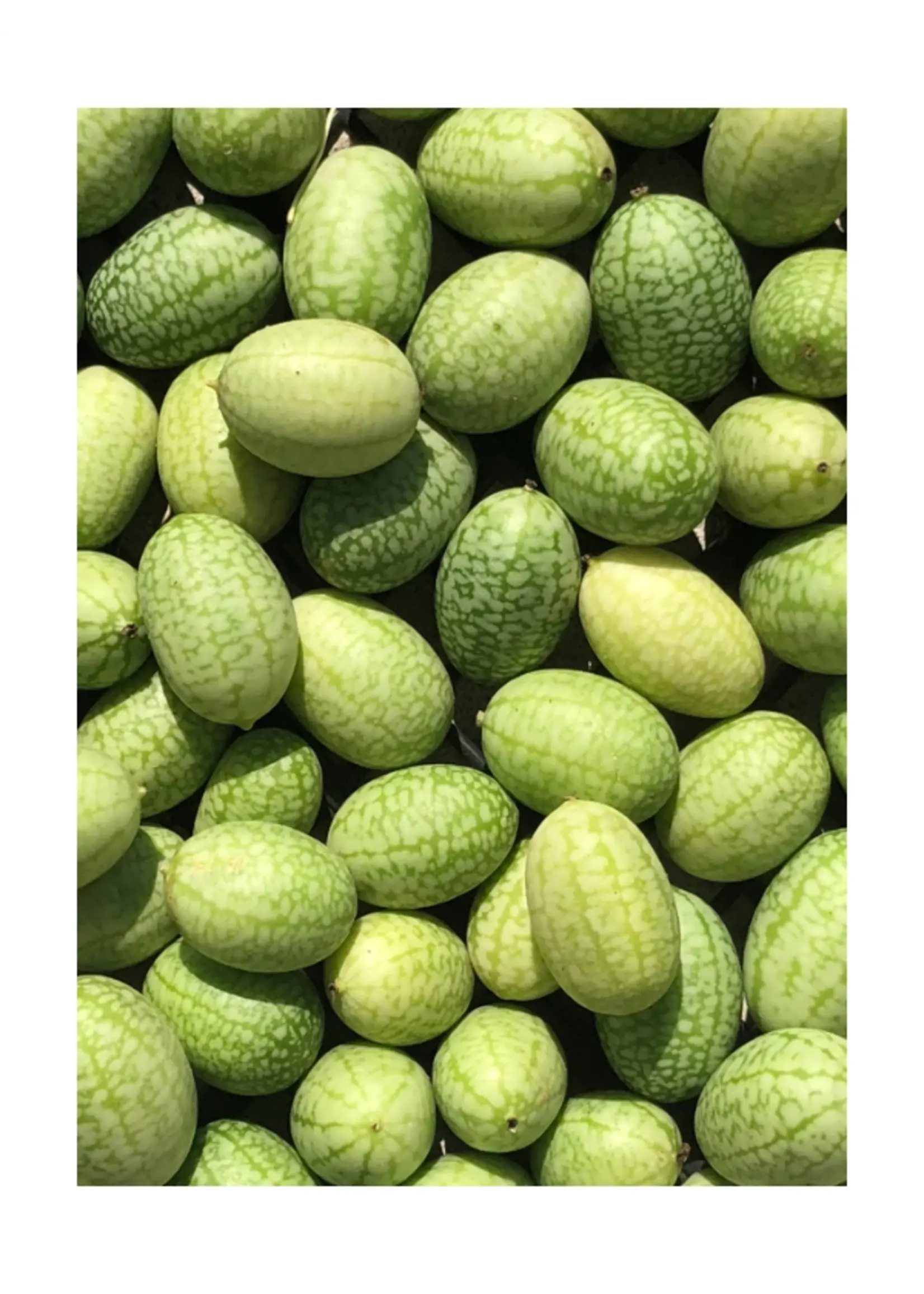 Les jardins de l'écoumène Concombre mexicain – Bio, (25 semences)