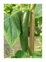 Les jardins de l'écoumène Concombre Libanais Green finger – Bio , (20 semences)