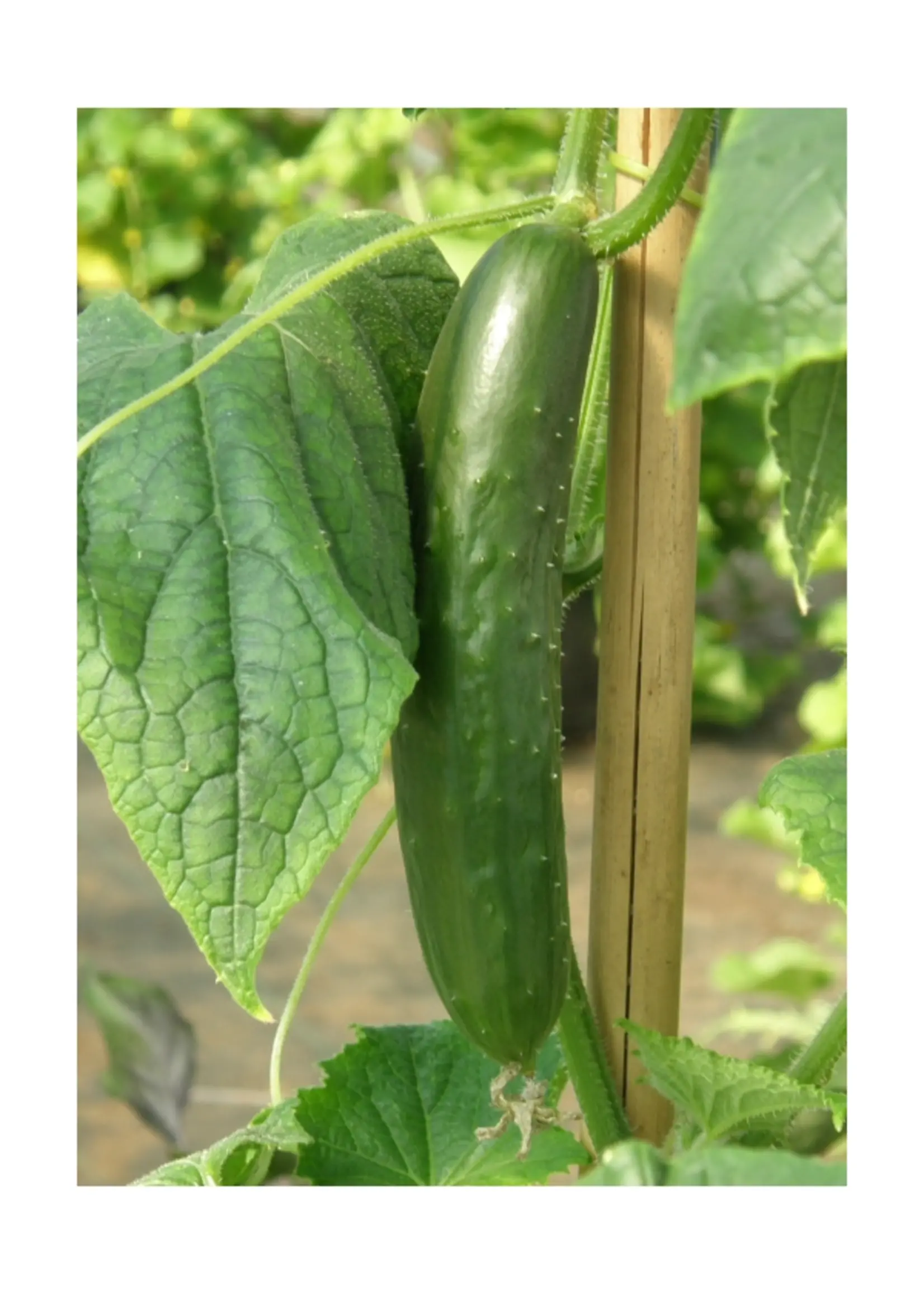 Les jardins de l'écoumène Concombre Libanais Green finger – Bio , (20 semences)