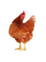 Couvoir Luc Morin Poule rousse 19 semaines  2 mai  2026