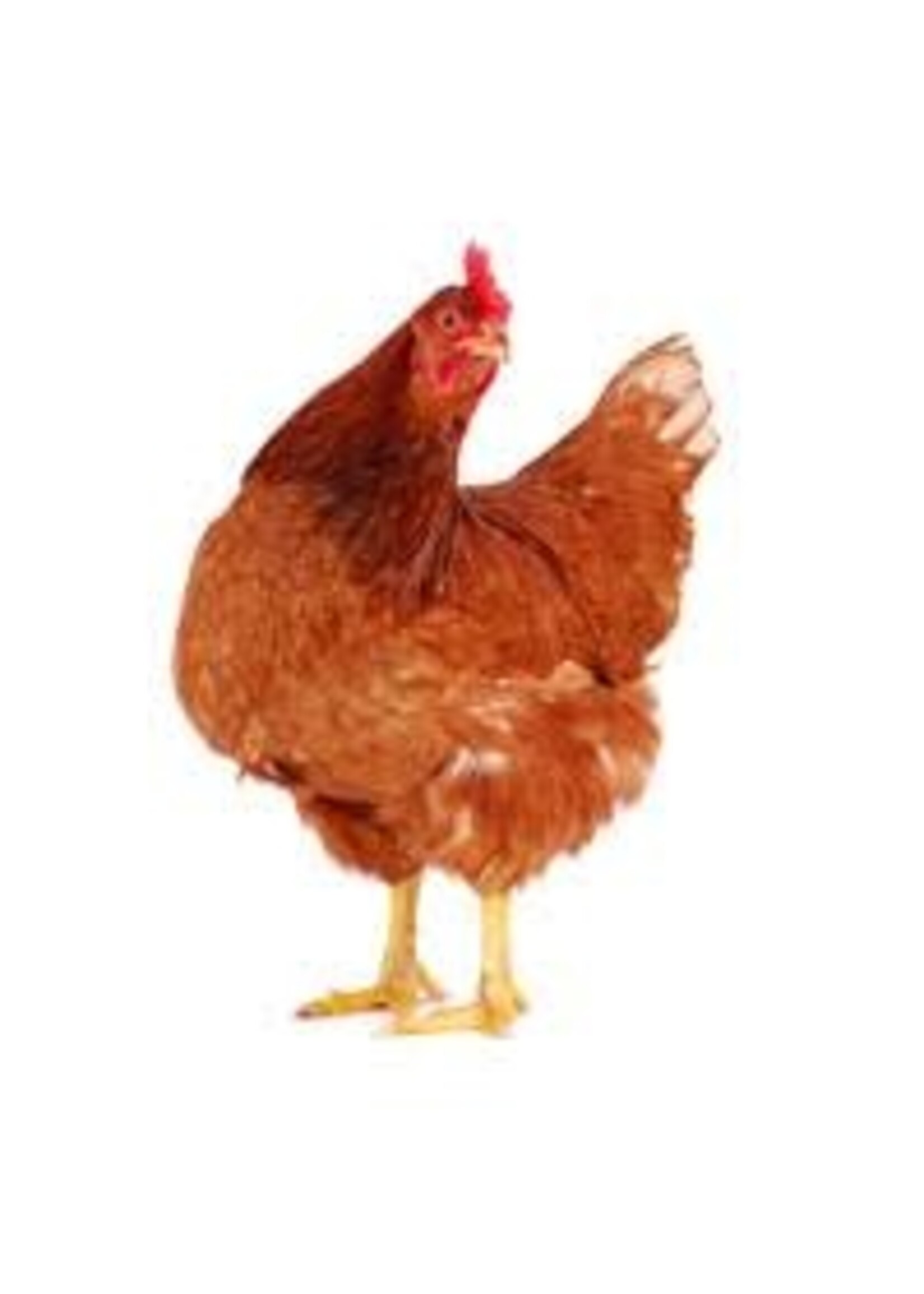 Couvoir Luc Morin Poule rousse 19 semaines ( date a déterminer soit derniere semaine d'avril ou 1ere semaine de mai 2026)