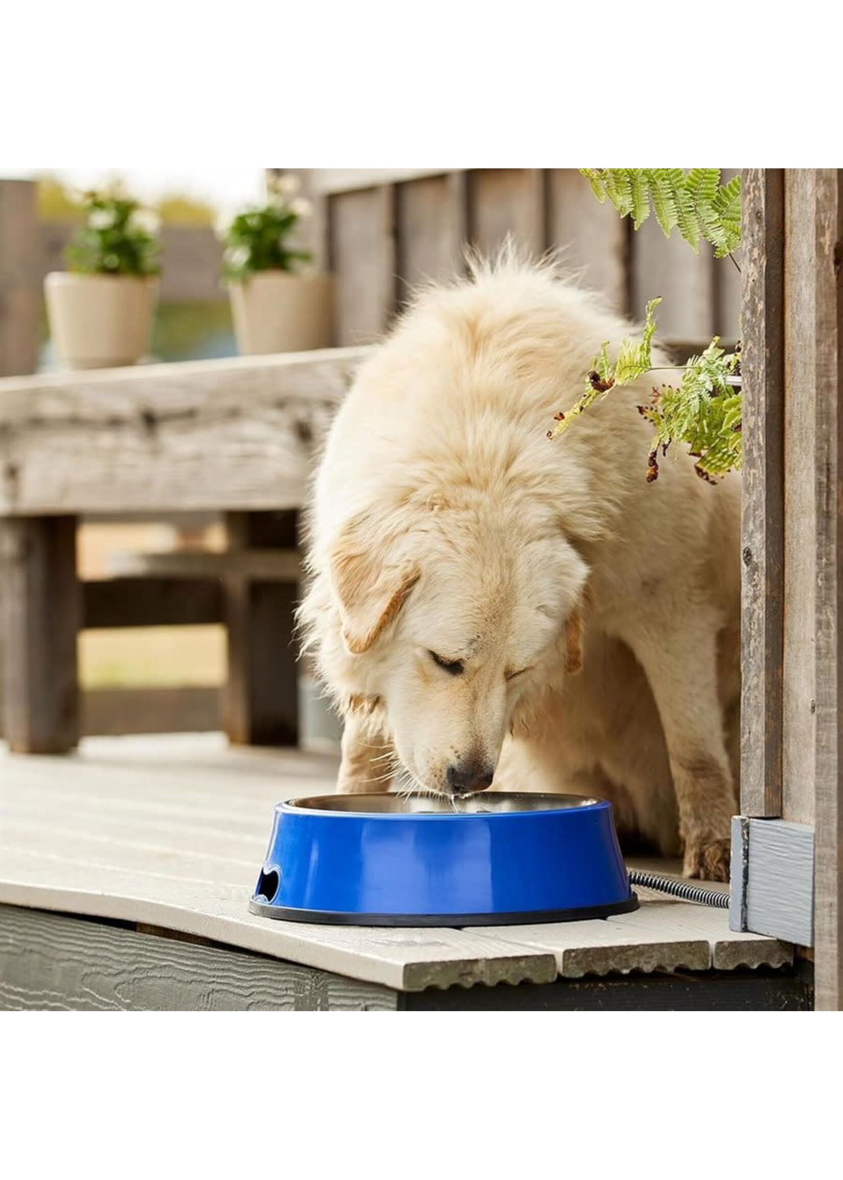 Farm Innovators Bol chauffant 2,8 litres (96 onces) avec couverture en acier inoxydable