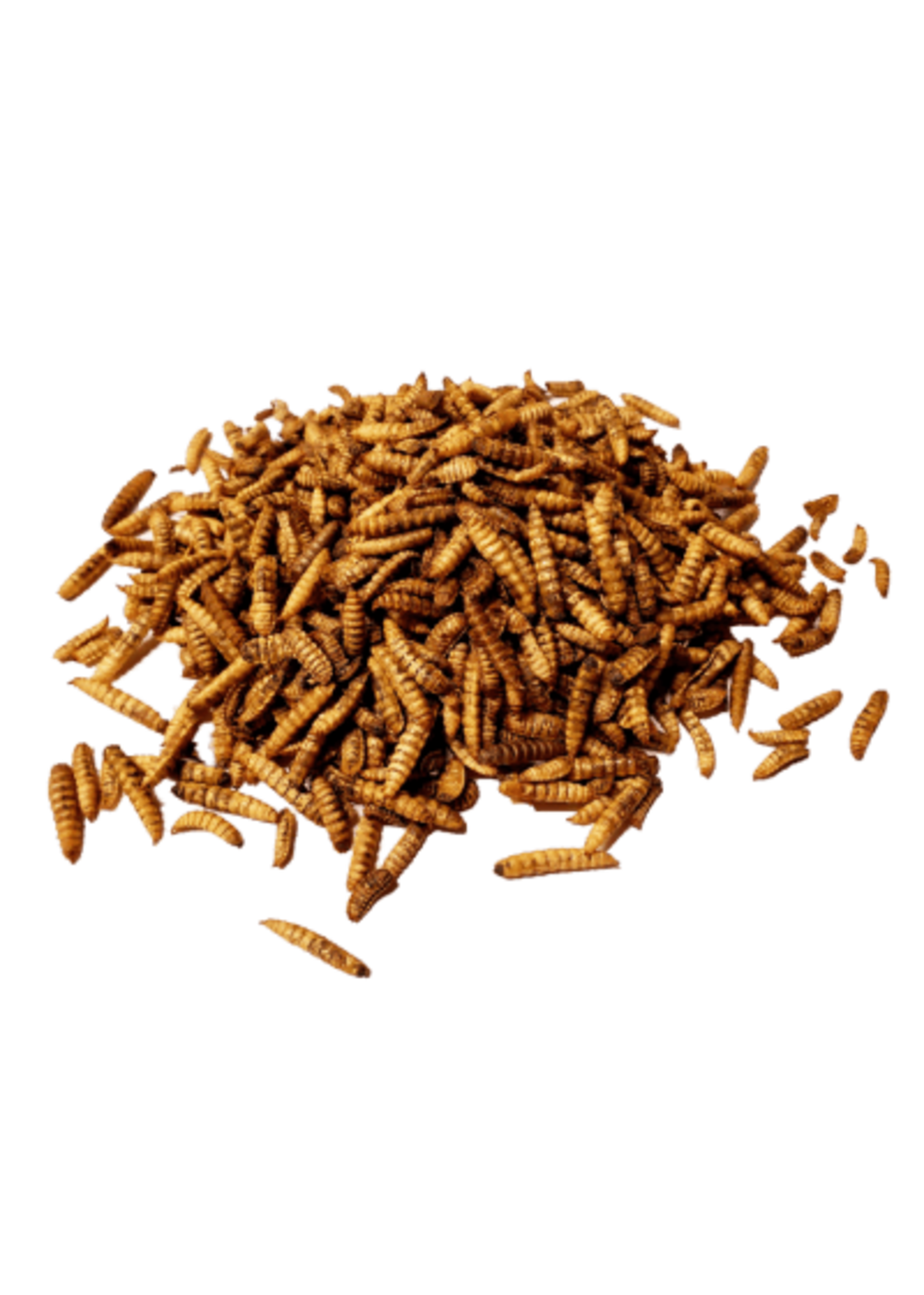 Maska Select Insectes séchés 700 gr (larves de mouches soldats)MS