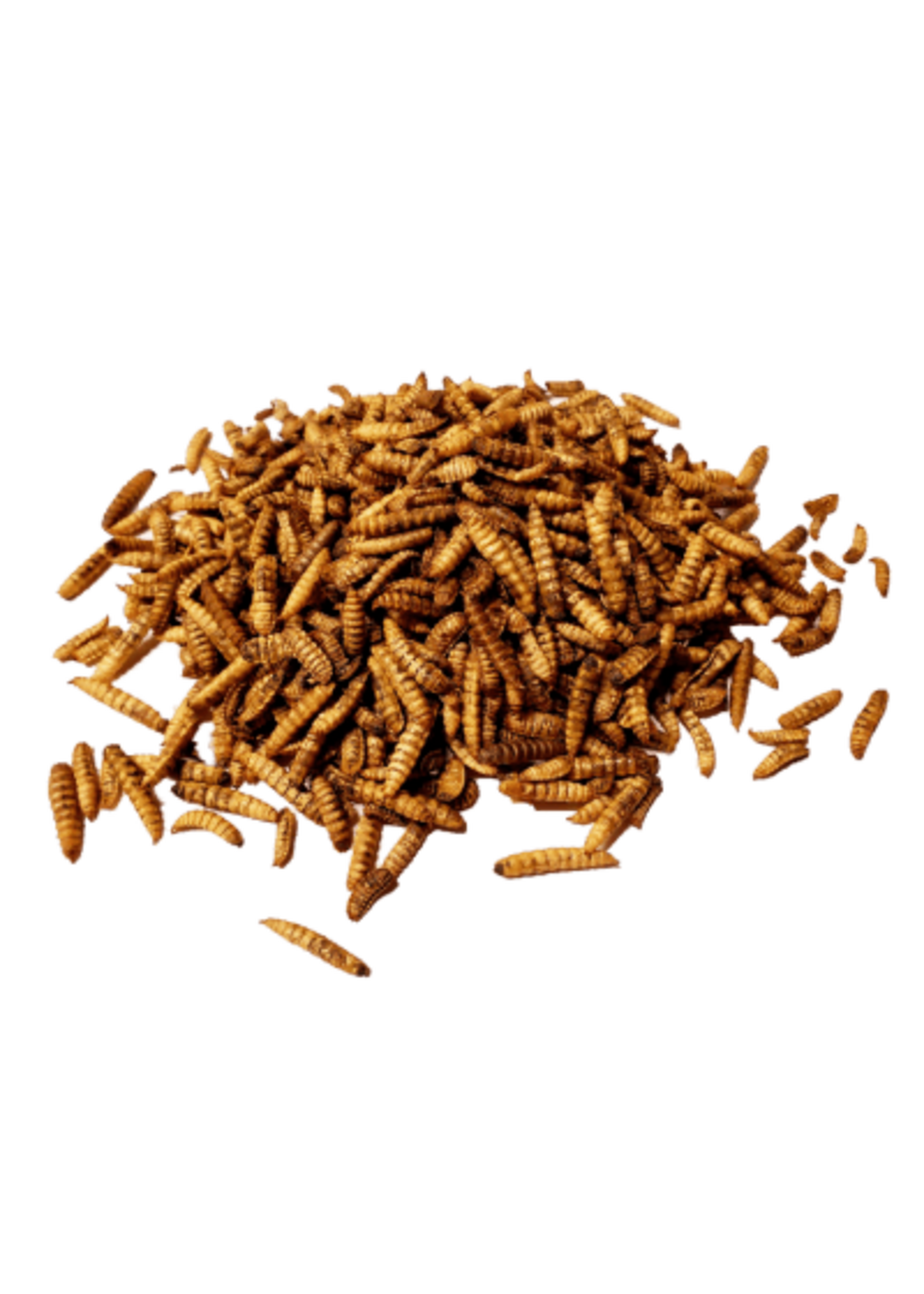 Maska Select Insectes séchés 5 kg (larves de mouches soldats)MS
