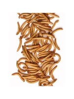 Matelevage Matelevage Vers de farine 275 gr