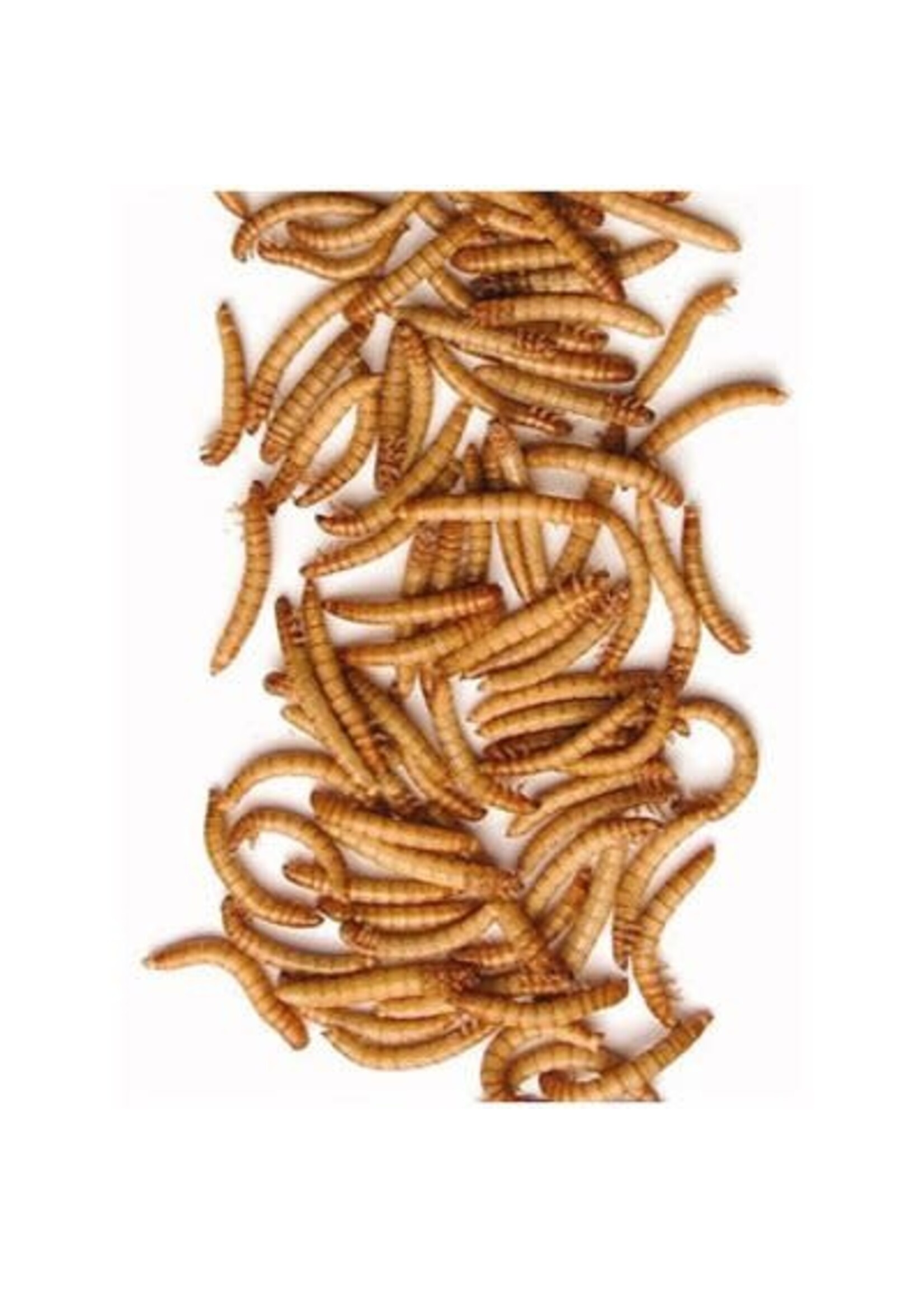 Matelevage Matelevage Vers de farine 275 gr