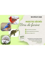 Matelevage Larves de mouches soldat noire 1 lb