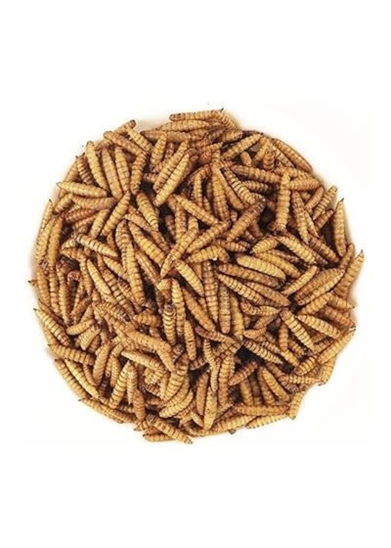 Matelevage Larves de mouche soldat noire 2 lbs, M