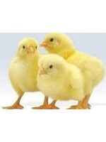 Couvoir Ramsay Coq à chair, 1 jour,  faut  commander avant le 24 juin date d'arriver poussin  17 juillet 2026