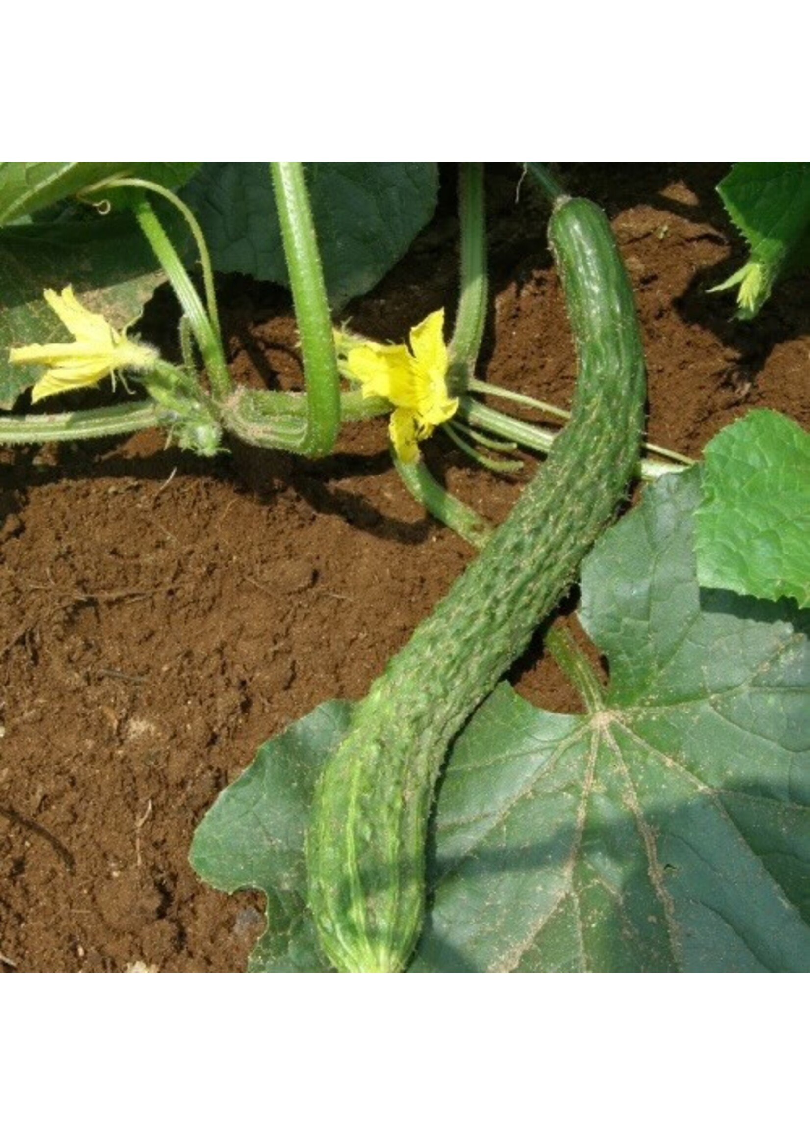 Les jardins de l'écoumène Concombre Suyo Long- Bio (30 semences)