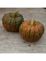 Les jardins de l'écoumène Courge Black Futsu- bio (25 semences)