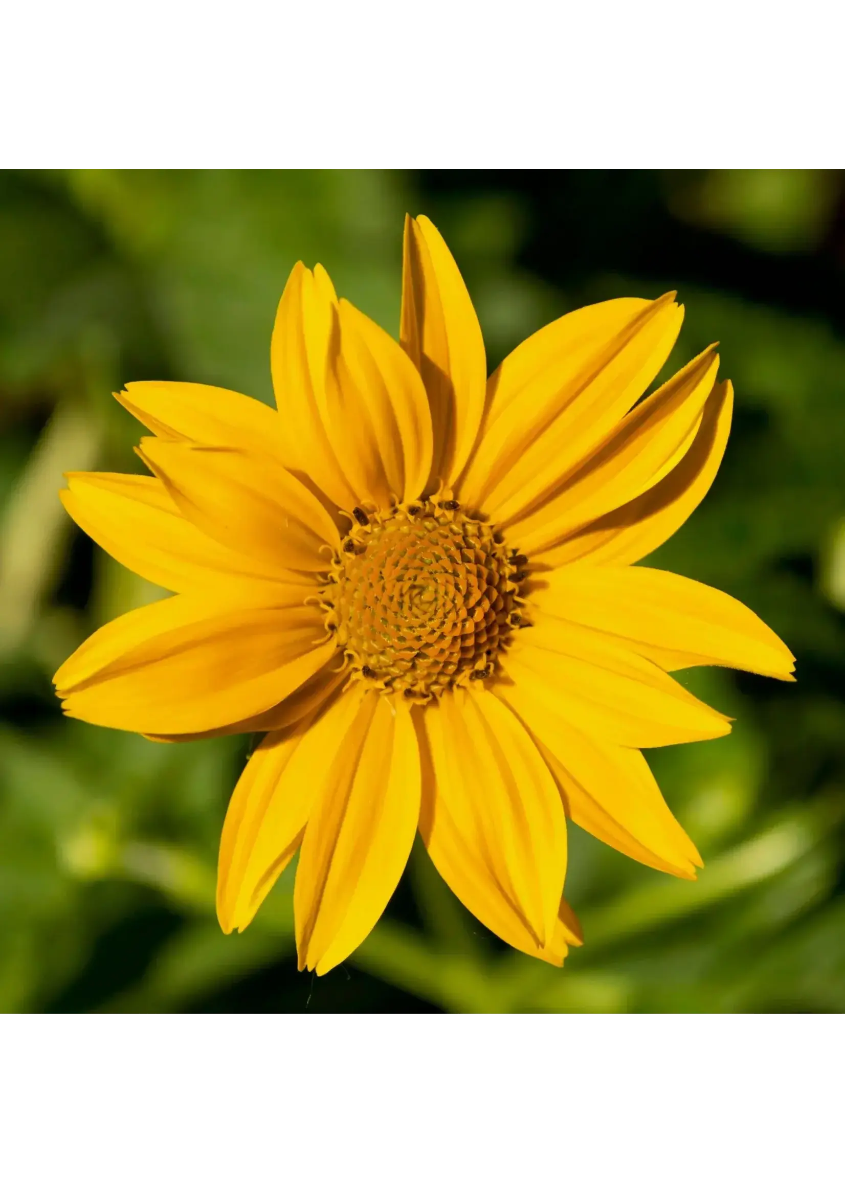 Les jardins de l'écoumène Heliopsis faux-hélianthe (50 semences)