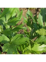 Les jardins de l'écoumène Liveche des Montagnes -Bio (60 semences)