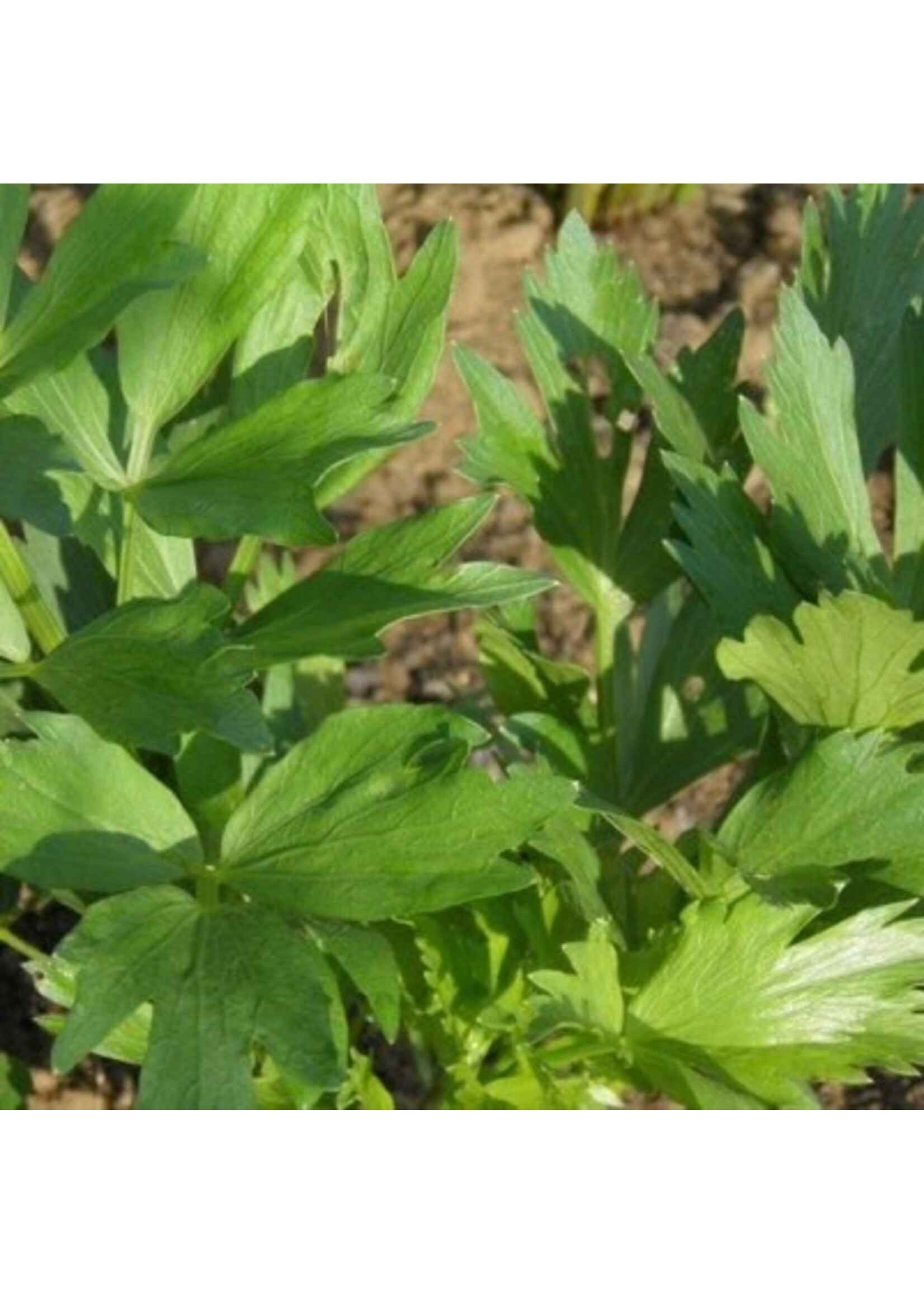 Les jardins de l'écoumène Liveche des Montagnes -Bio (60 semences)