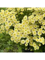 les jardins d'écoumene Matricaire Magic lime Green - Bio (50 semences)