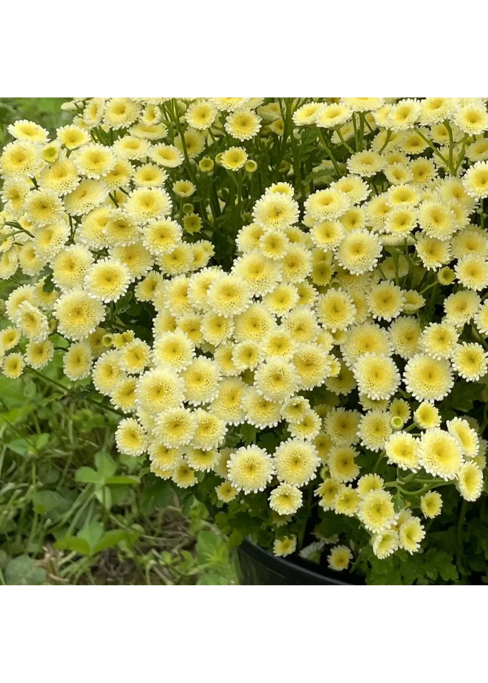 les jardins d'écoumene Matricaire Magic lime Green - Bio (50 semences)