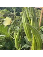 Les jardins de l'écoumène Okra Clemson Spineless - Bio (25 semences)