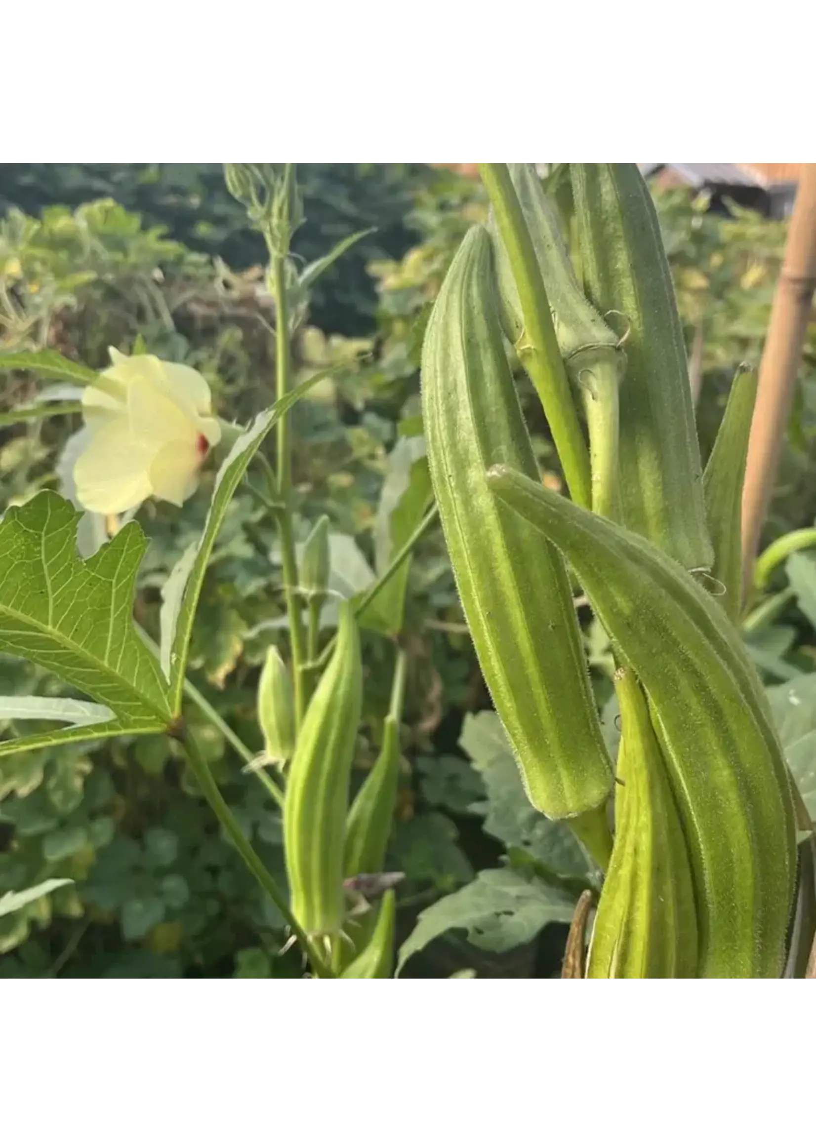 Les jardins de l'écoumène Okra Clemson Spineless - Bio (25 semences)