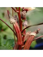 Les jardins de l'écoumène Okra Jing Orange - Bio (25 semences)