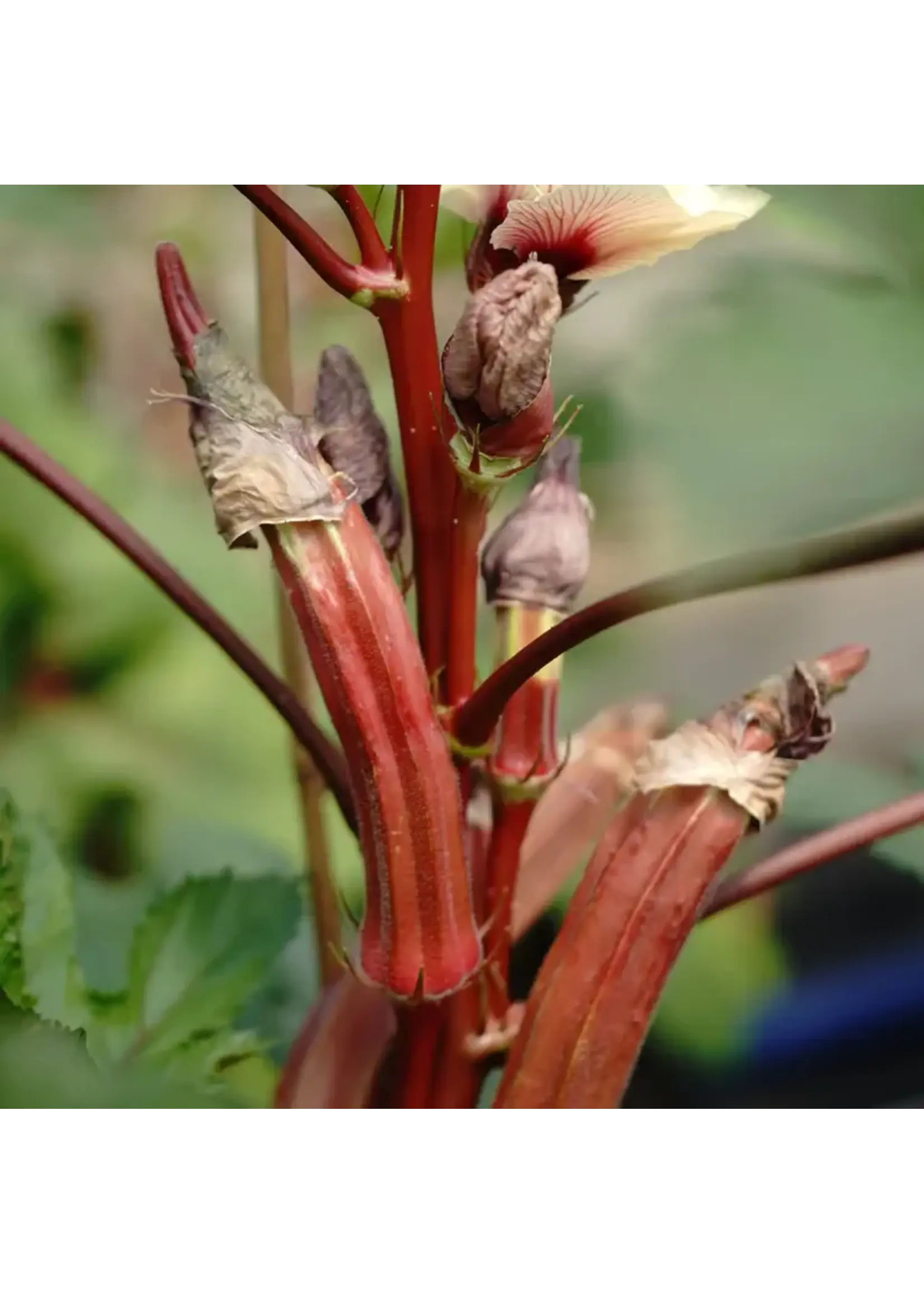 Les jardins de l'écoumène Okra Jing Orange - Bio (25 semences)