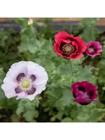 Les jardins de l'écoumène Pavot food ont lawns Remix- Bio (200 semences)