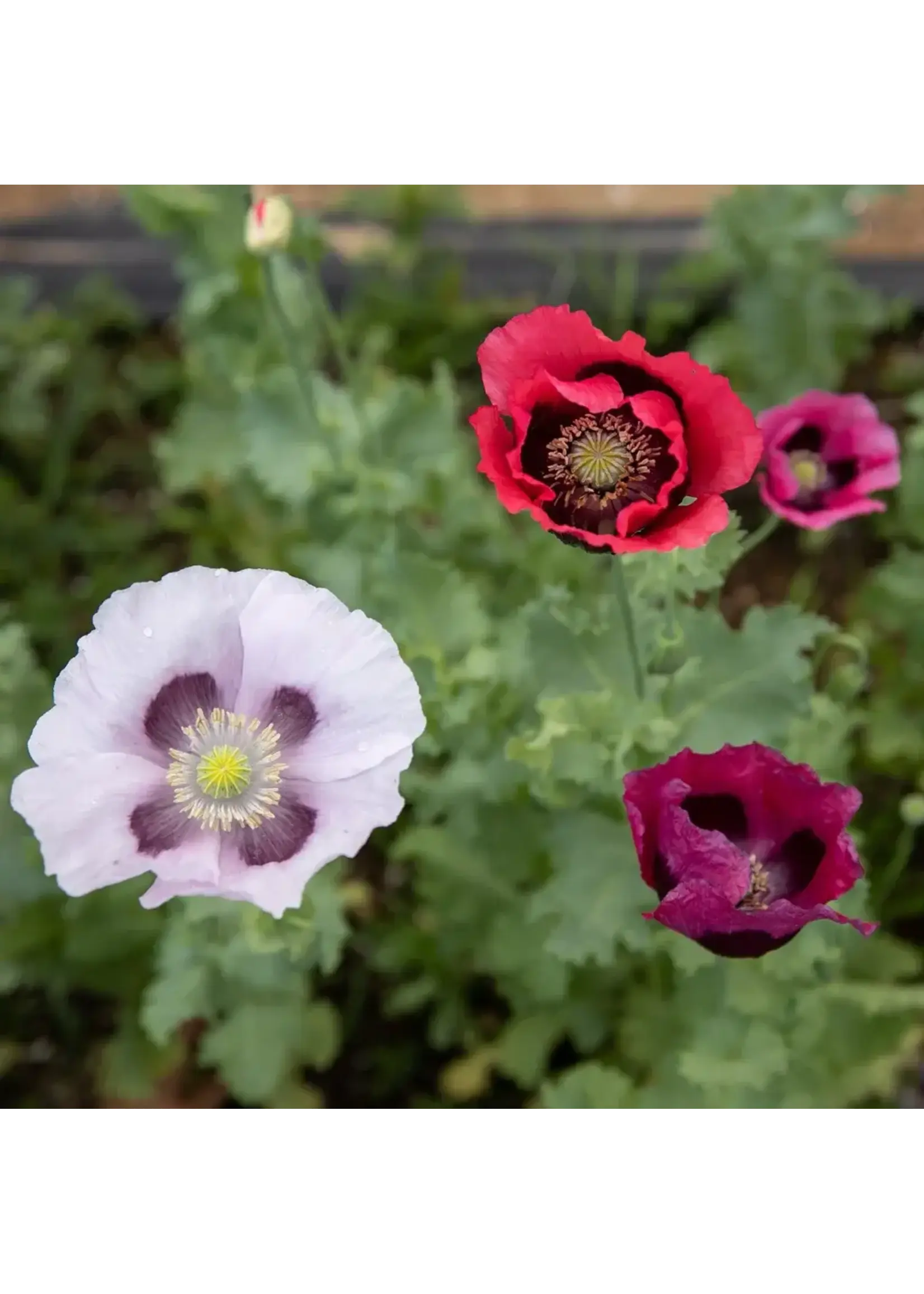 Les jardins de l'écoumène Pavot food ont lawns Remix- Bio (200 semences)