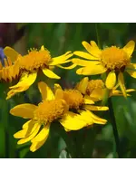 Les jardins de l'écoumène Arnica americana -Bio (50 semences)