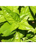 Les jardins de l'écoumène Basilic Genovese - Bio (50 semences)